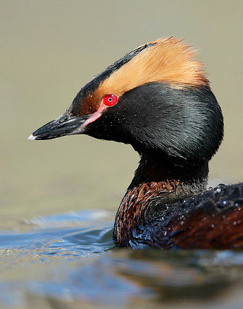 Slavonian Grebe Podiceps auritus