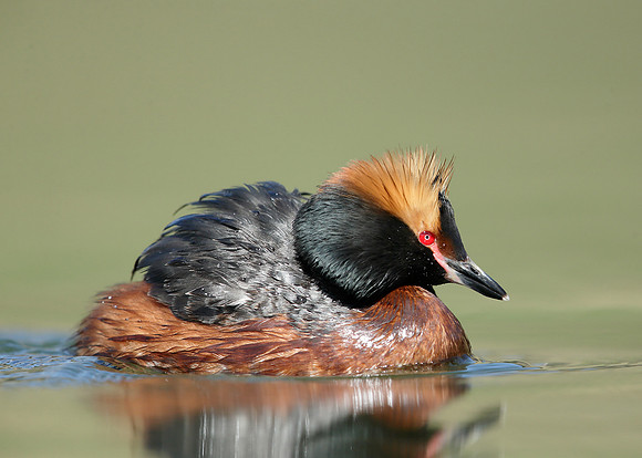 Slavonian Grebe Podiceps auritus