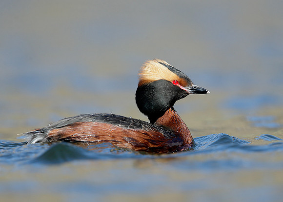 Slavonian Grebe Podiceps auritus