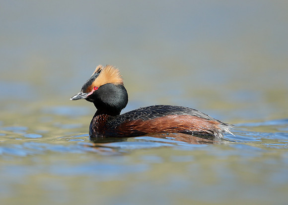 Slavonian Grebe Podiceps auritus
