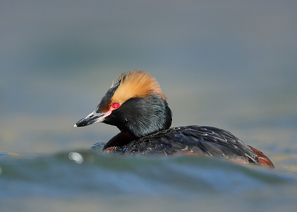Slavonian Grebe Podiceps auritus