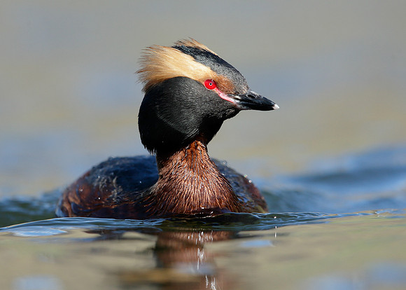 Slavonian Grebe Podiceps auritus