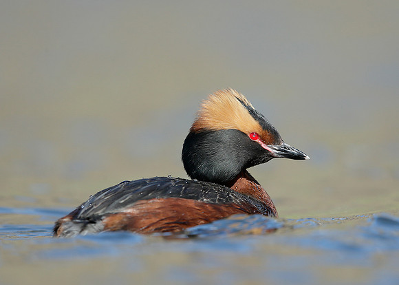Slavonian Grebe Podiceps auritus