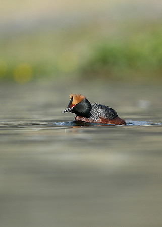 Slavonian Grebe Podiceps auritus