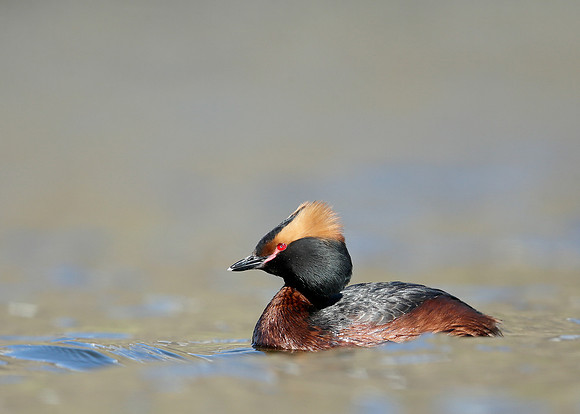 Slavonian Grebe Podiceps auritus