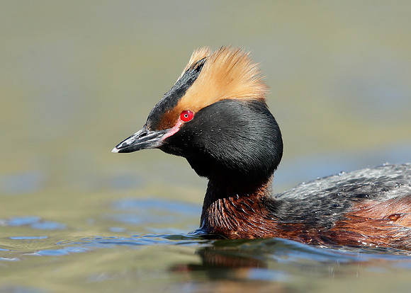 Slavonian Grebe Podiceps auritus