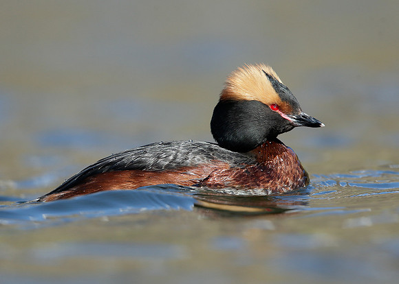 Slavonian Grebe Podiceps auritus