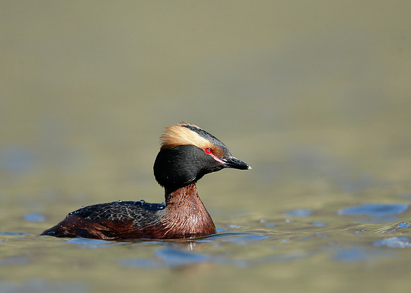 Slavonian Grebe Podiceps auritus