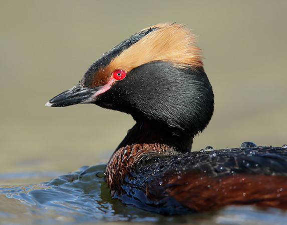 Slavonian Grebe Podiceps auritus