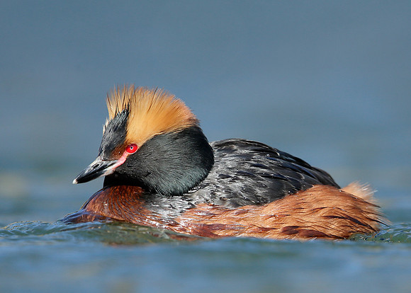 Slavonian Grebe Podiceps auritus
