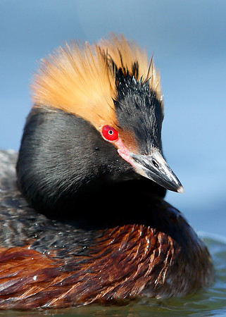 Slavonian Grebe Podiceps auritus
