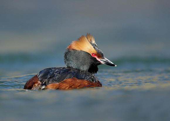 Slavonian Grebe Podiceps auritus