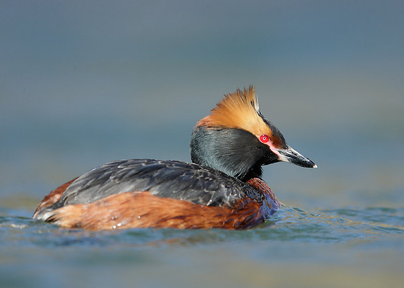 Slavonian Grebe Podiceps auritus