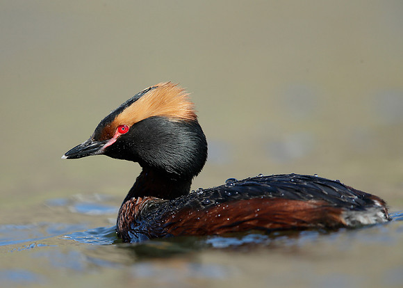 Slavonian Grebe Podiceps auritus