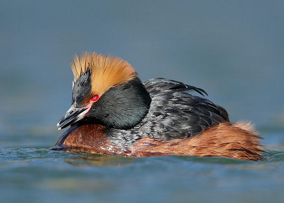 Slavonian Grebe Podiceps auritus