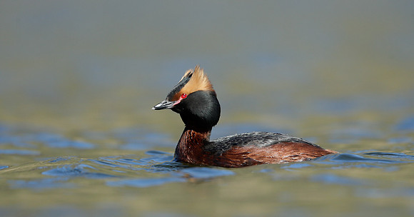 Slavonian Grebe Podiceps auritus