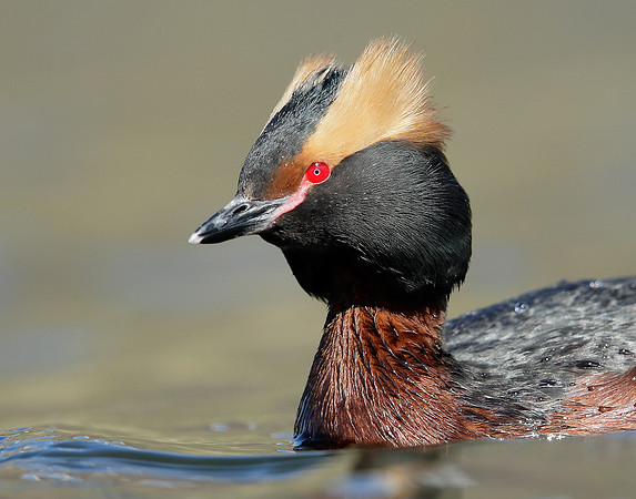 Slavonian Grebe Podiceps auritus