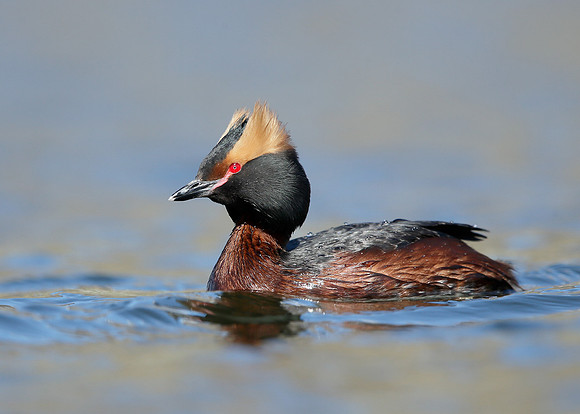 Slavonian Grebe Podiceps auritus