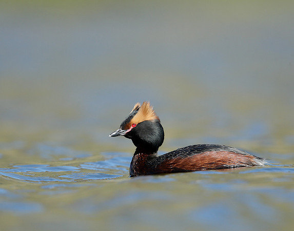Slavonian Grebe Podiceps auritus