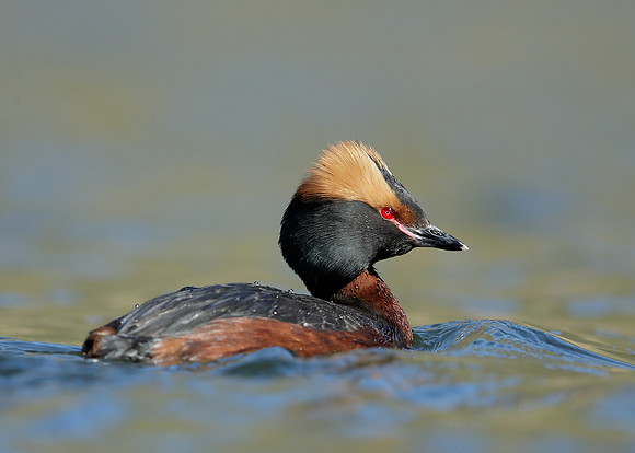 Slavonian Grebe Podiceps auritus