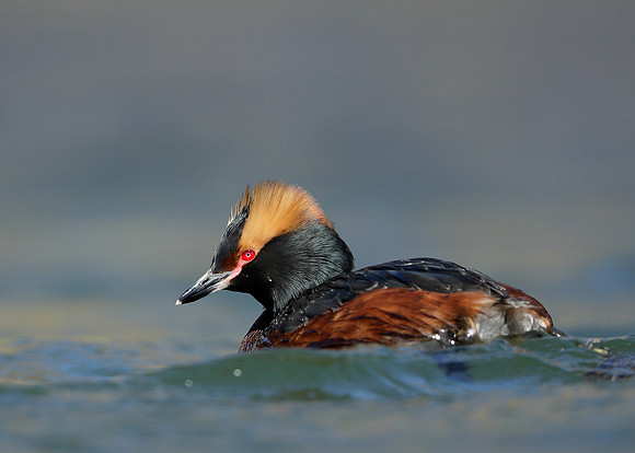 Slavonian Grebe Podiceps auritus