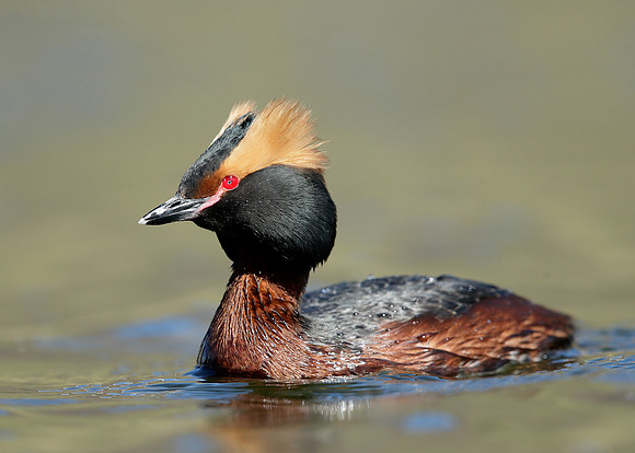 Slavonian Grebe Podiceps auritus