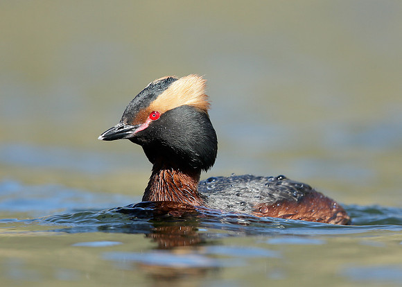 Slavonian Grebe Podiceps auritus