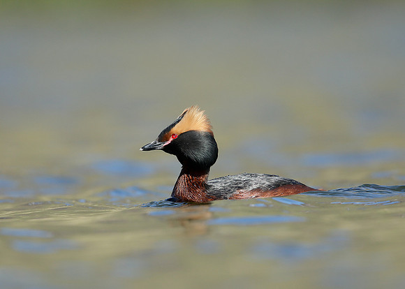 Slavonian Grebe Podiceps auritus