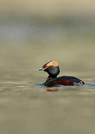 Slavonian Grebe Podiceps auritus