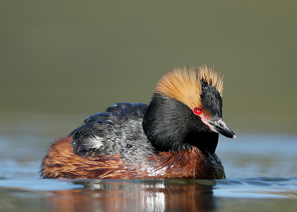 Slavonian Grebe Podiceps auritus
