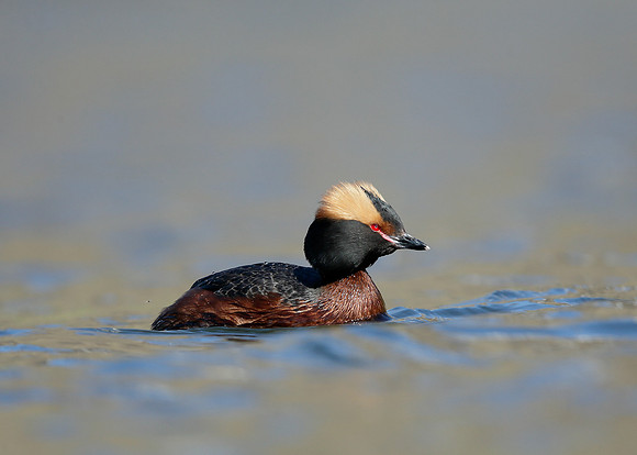 Slavonian Grebe Podiceps auritus