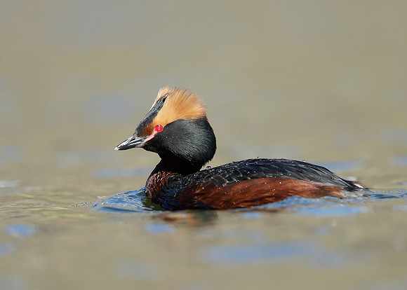 Slavonian Grebe Podiceps auritus