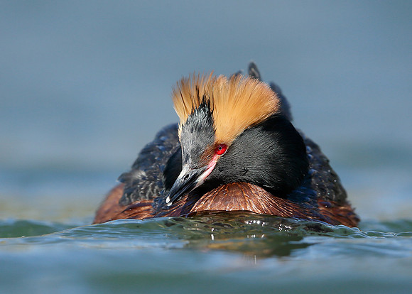 Slavonian Grebe Podiceps auritus