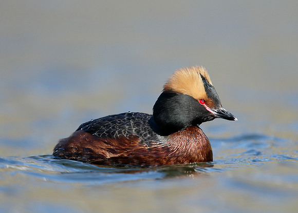 Slavonian Grebe Podiceps auritus