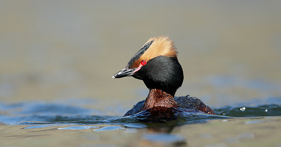 Slavonian Grebe Podiceps auritus