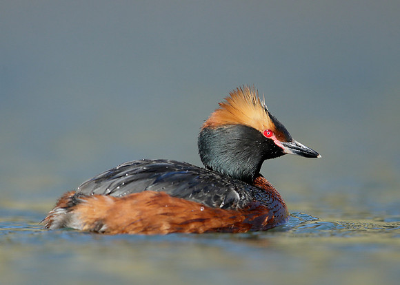 Slavonian Grebe Podiceps auritus