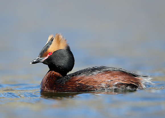 Slavonian Grebe Podiceps auritus