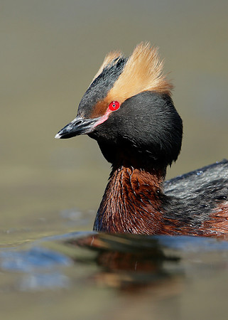 Slavonian Grebe Podiceps auritus