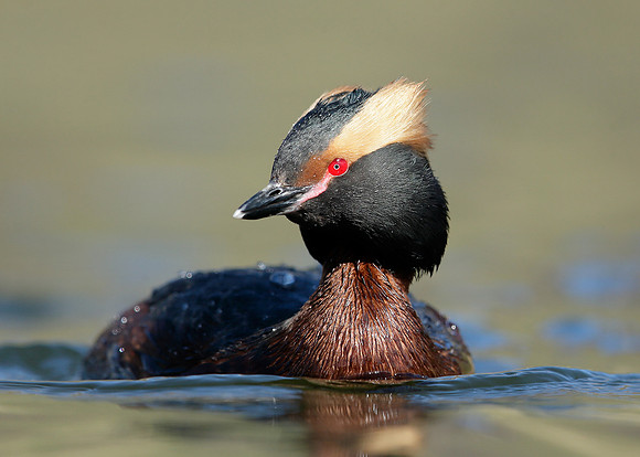 Slavonian Grebe Podiceps auritus