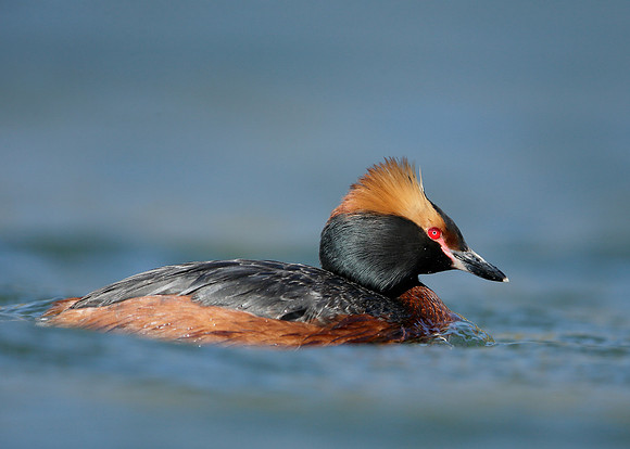 Slavonian Grebe Podiceps auritus