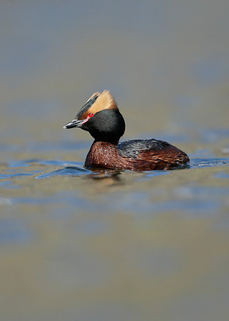 Slavonian Grebe Podiceps auritus