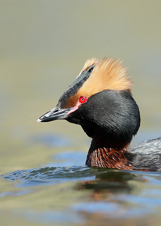 Slavonian Grebe Podiceps auritus