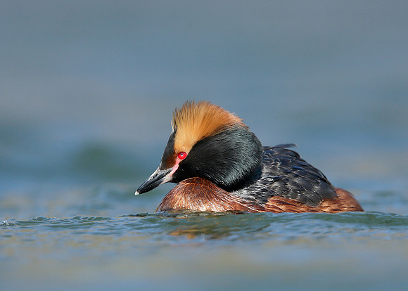 Slavonian Grebe Podiceps auritus