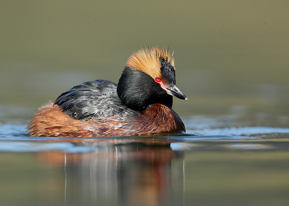 Slavonian Grebe Podiceps auritus