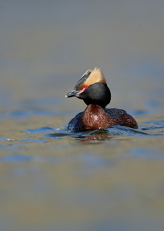 Slavonian Grebe Podiceps auritus
