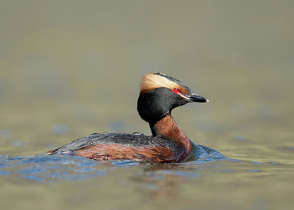 Slavonian Grebe Podiceps auritus
