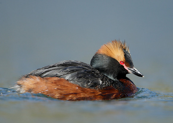 Slavonian Grebe Podiceps auritus