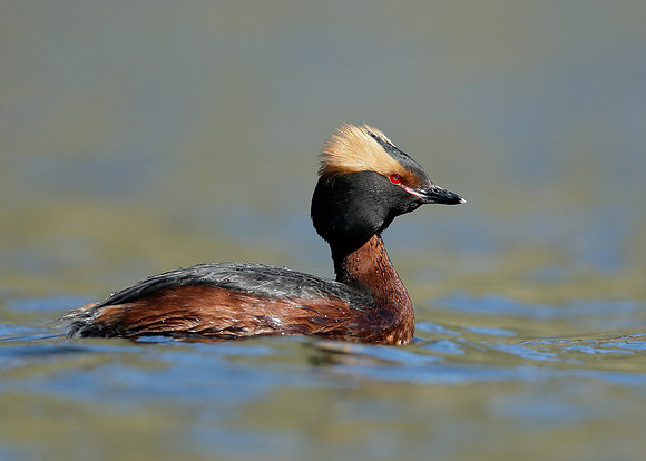 Slavonian Grebe Podiceps auritus
