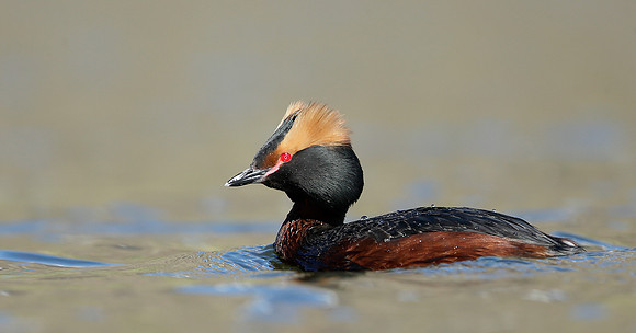 Slavonian Grebe Podiceps auritus