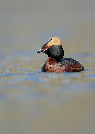 Slavonian Grebe Podiceps auritus
